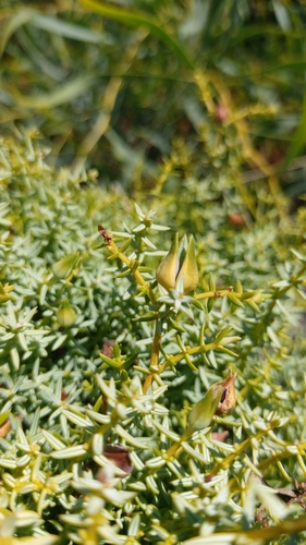 Image of Juniperus navicularis by (c) Elizabete Marchante, some rights reserved (CC BY)