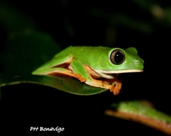 Callimedusa tomopterna