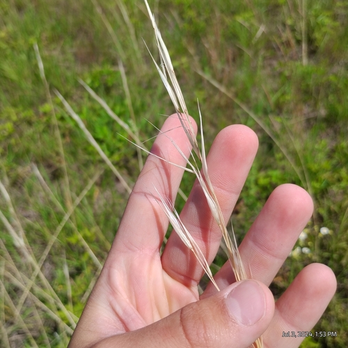Image of Hesperostipa spartea by (c) Bryce, some rights reserved (CC BY)