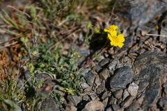 Potentilla nevadensis