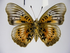 Junonia westermanni westermanni