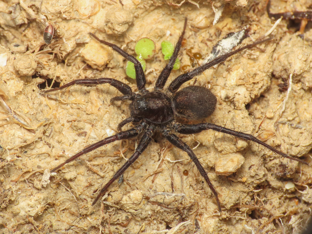 Pardosa paludicola