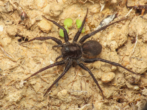 Pardosa paludicola