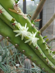 Myrtillocactus