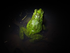 Incilius coniferus