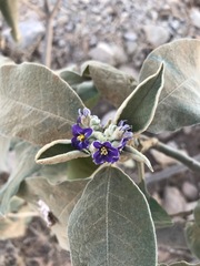 Solanum mauritianum