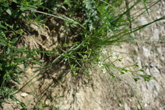 Thesium linophyllon