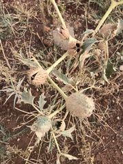 Datura stramonium