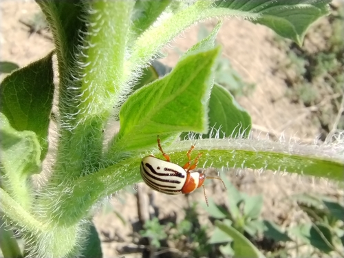 Sunflower beetle photo 5