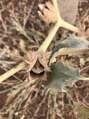 Datura stramonium