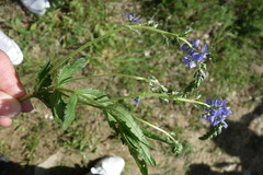 Veronica austriaca