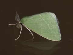 Synchlora faseolaria