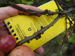 Disholcaspis mellifica