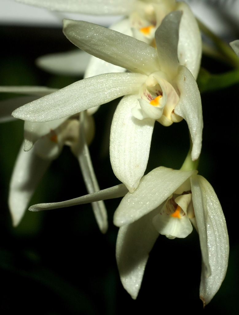Beech Orchid