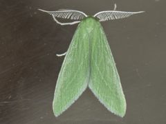 Synchlora faseolaria