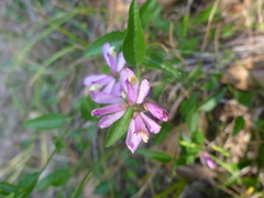 Rhinotropis californica