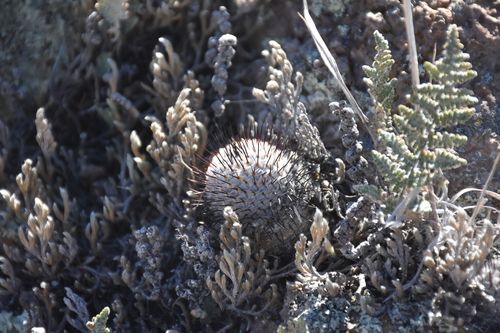 Mammillaria perezdelarosae