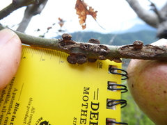 Disholcaspis mellifica