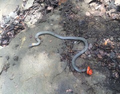 Diadophis punctatus modestus