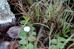 Evolvulus prostratus