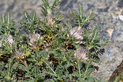 Astragalus nevadensis, photograph 3