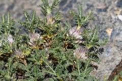 Astragalus nevadensis, photograph Flavien Saboureau, CC BY, iNaturalist via GBIF