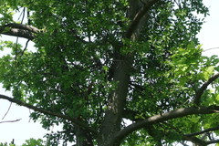 Loranthus europaeus