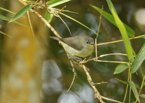 Pygmy Heleia (Heleia squamifrons), photo 6