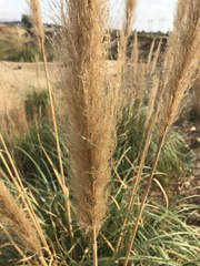 Cortaderia selloana