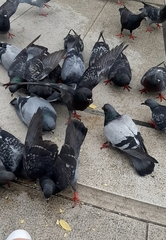 Columba livia domestica