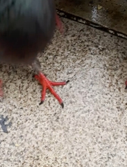 Columba livia domestica