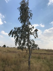 Eucalyptus camaldulensis