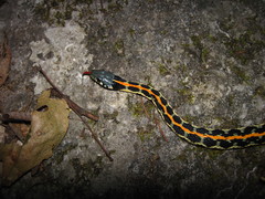 Thamnophis cyrtopsis ocellatus