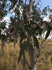 Eucalyptus camaldulensis