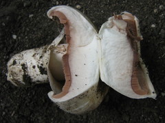 Agaricus bitorquis