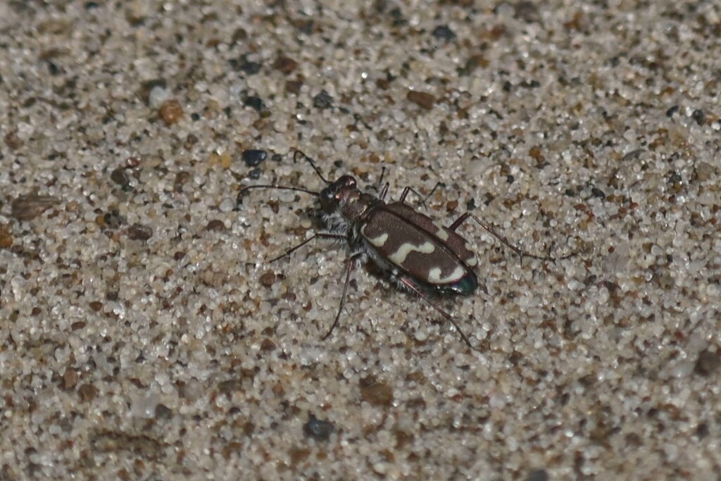 Dune Tiger Beetle