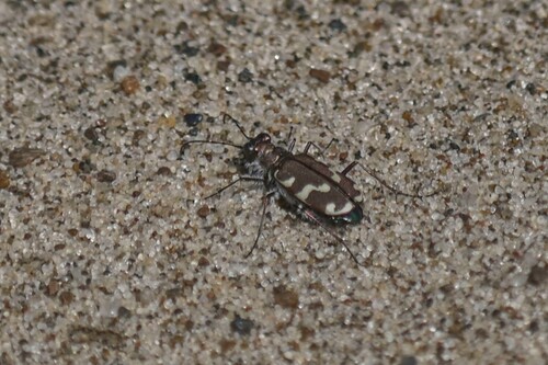 Dune Tiger Beetle
