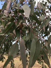 Eucalyptus camaldulensis