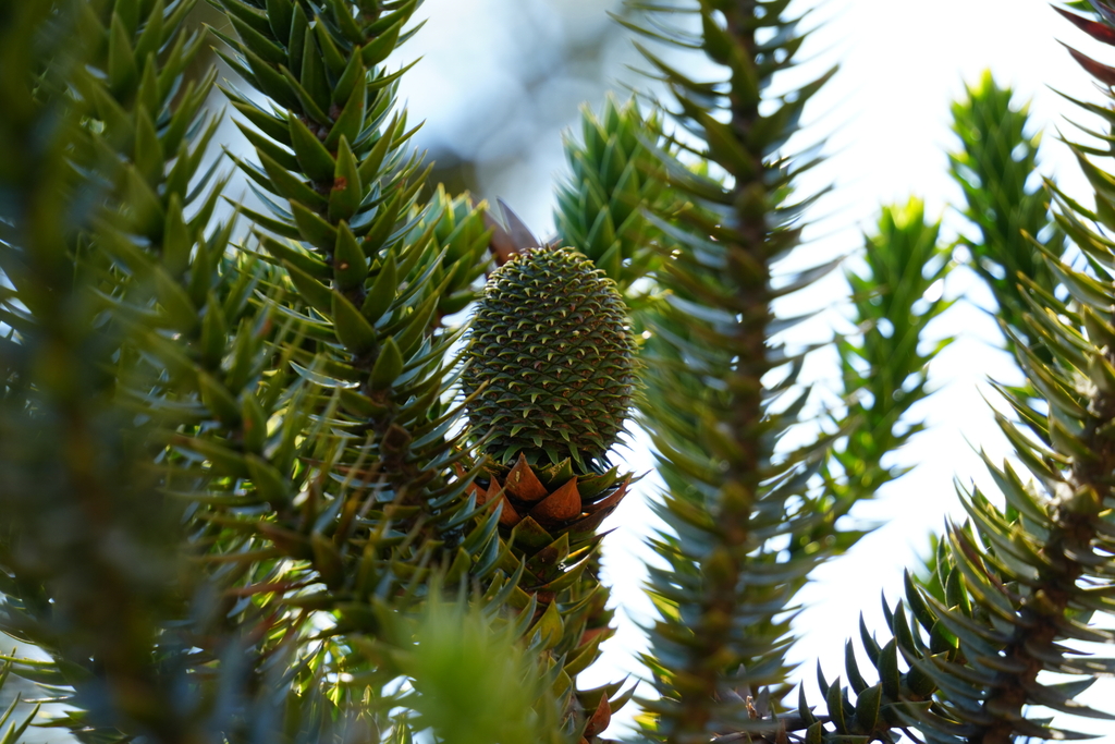 Araucaria angustifolia, Parque Nacional do Itatiaia - Estrada do Parque Nacional, Km 8,5, Itatiaia - RJ, 27580-000, Brasil