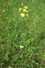 Crepis praemorsa