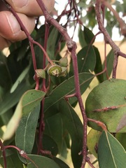 Eucalyptus camaldulensis