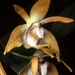 Dendrobium fleckeri - Photo (c) Orchi, osa oikeuksista pidätetään (CC BY-SA)