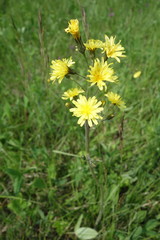 Crepis praemorsa