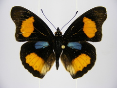 Junonia westermanni westermanni