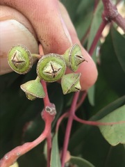 Eucalyptus camaldulensis
