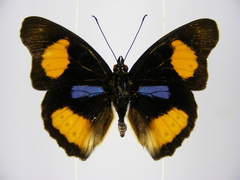 Junonia westermanni westermanni