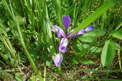 Iris graminea