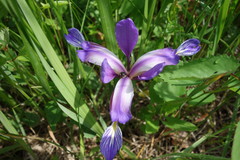 Iris graminea