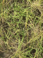 Cenchrus clandestinus