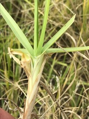 Cenchrus clandestinus